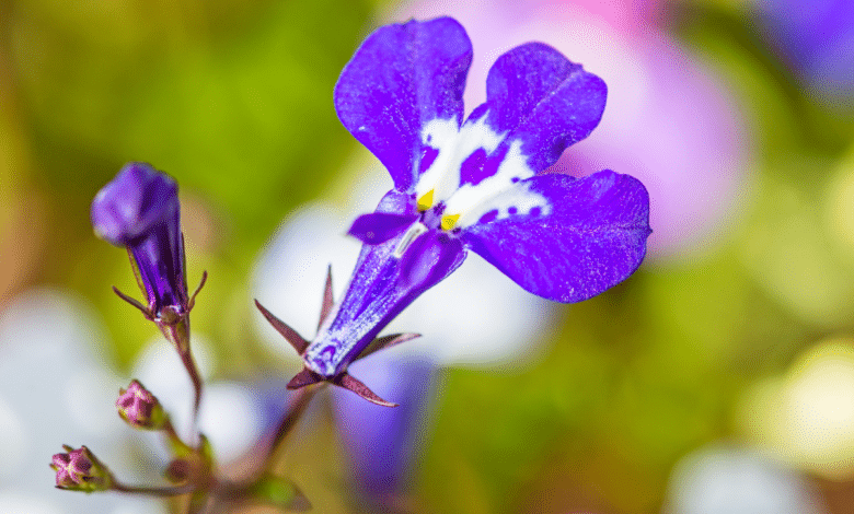 Lobélia bleu