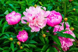 Pivoine au jardin