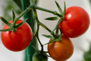 Tomates au potager.