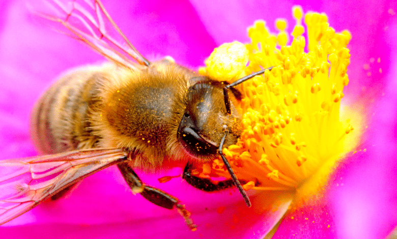 abeille sur des fleurs