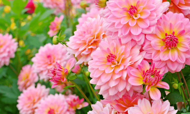 planter des dahlias