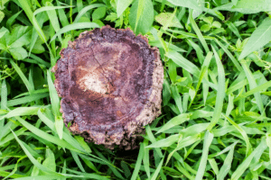 démolir une grosse souche d'arbre 1