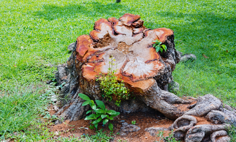 démolir une grosse souche d'arbre