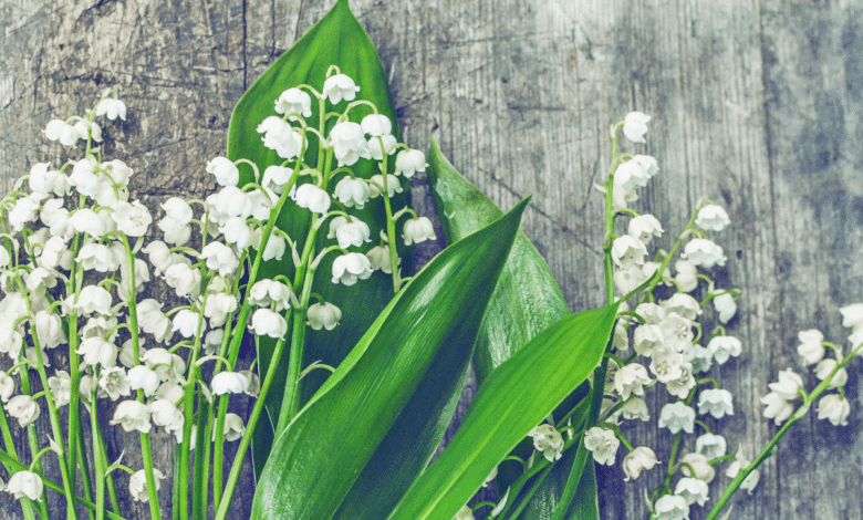 fleurs de muguet