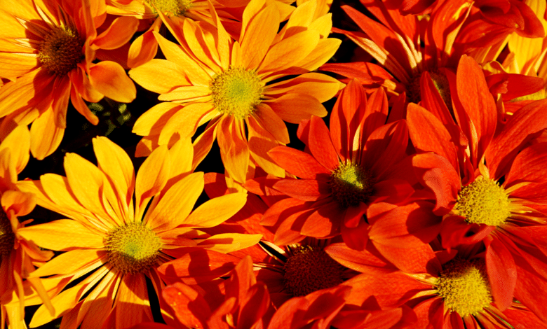 fleurs orange