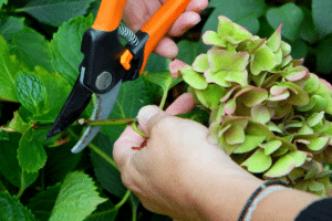 hortensia