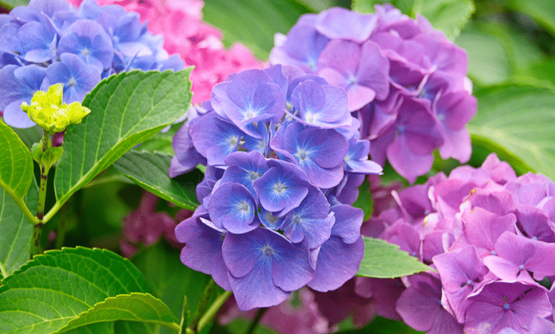 hortensias