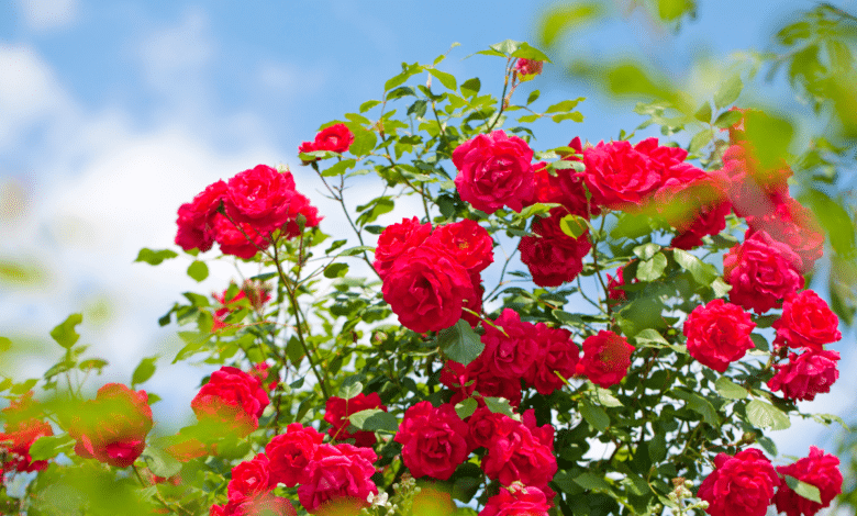 les gourmands des rosiers