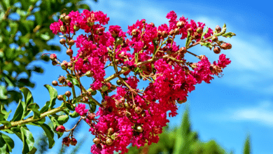 lilas des indes