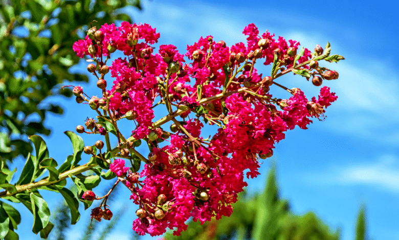 lilas des indes