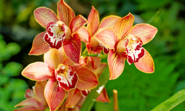 orchidée