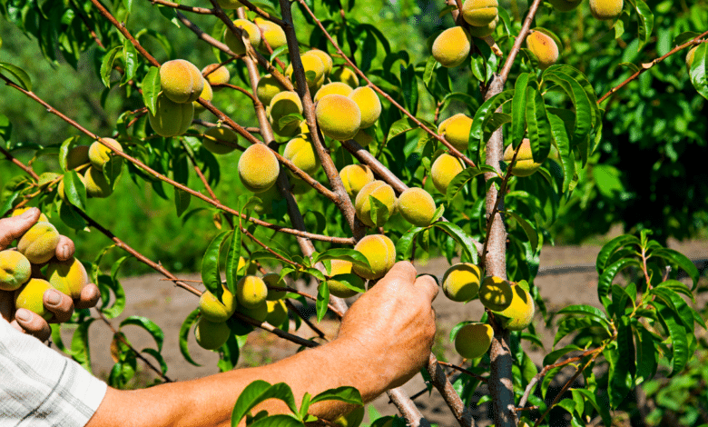 pecher dans le jardin