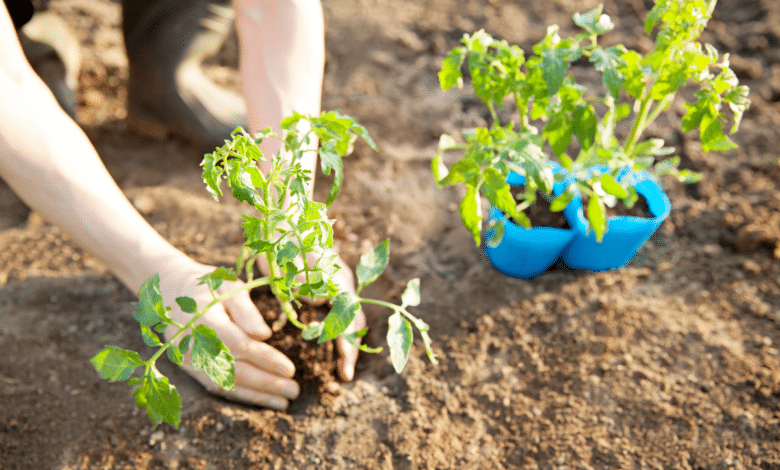 plant tomate