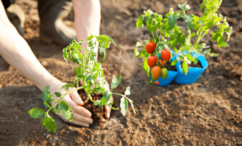 planter des tomates