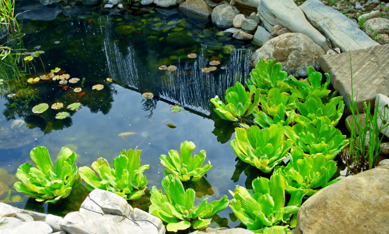 plantes aquatiques oxygénantes pour bassin ou mare