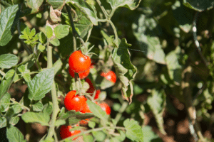 plants de tomate