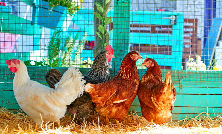 poules au printemps