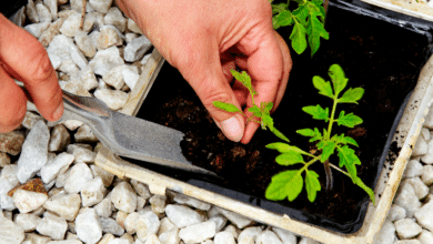 repiquer vos tomates