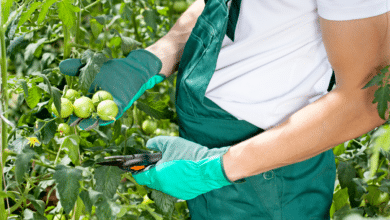 tailler LES GOURMANDS DE TOMATE