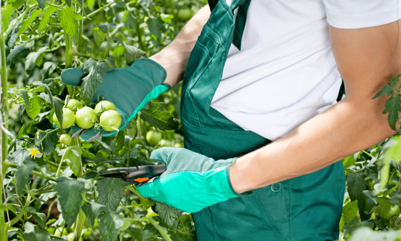 tailler LES GOURMANDS DE TOMATE