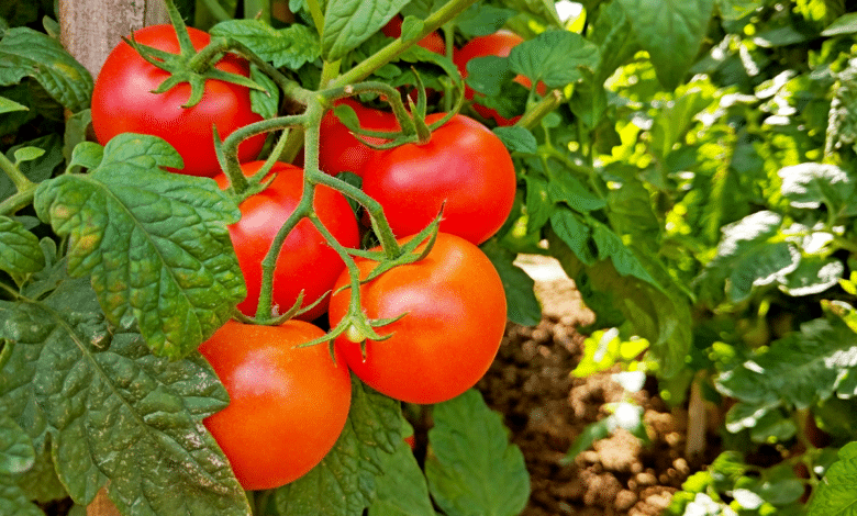 tomate sans tuteur