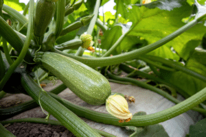 Courgettes dans le potager