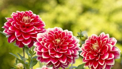 Dahlias