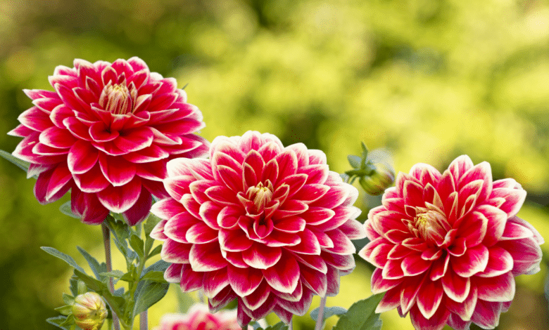 Dahlias