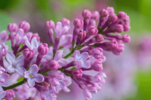 Syringa vulgaris