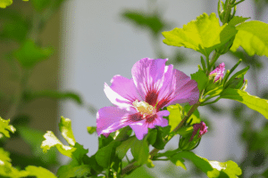 Hibiscus syriacus 