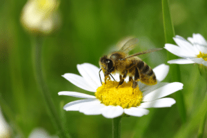 des abeilles aux fleurs