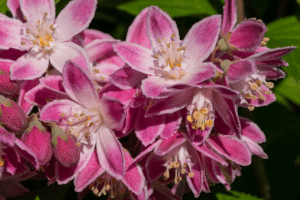 Deutzia 