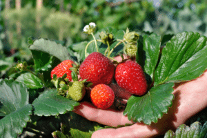 planter fraisier