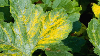 Feuilles de courgettes affectées par la maladie