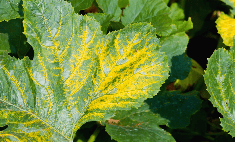 Feuilles de courgettes affectées par la maladie