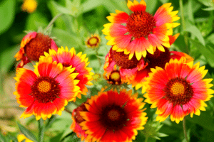 Gaillardia