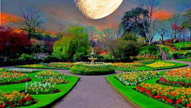 Jardin sous la lune