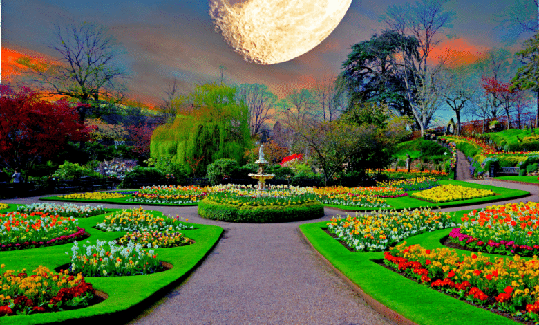 Jardin sous la lune