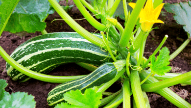 courgettes au potager