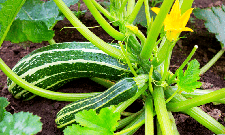 courgettes au potager