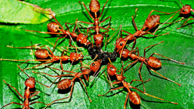 des insecte sur les plantes