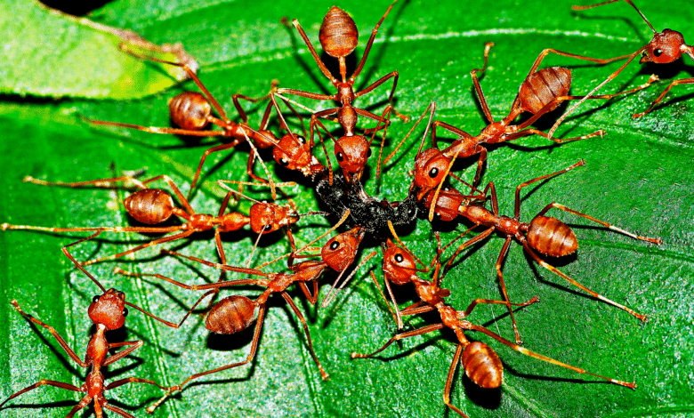 des insecte sur les plantes