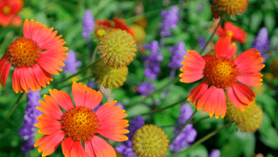 gaillardia