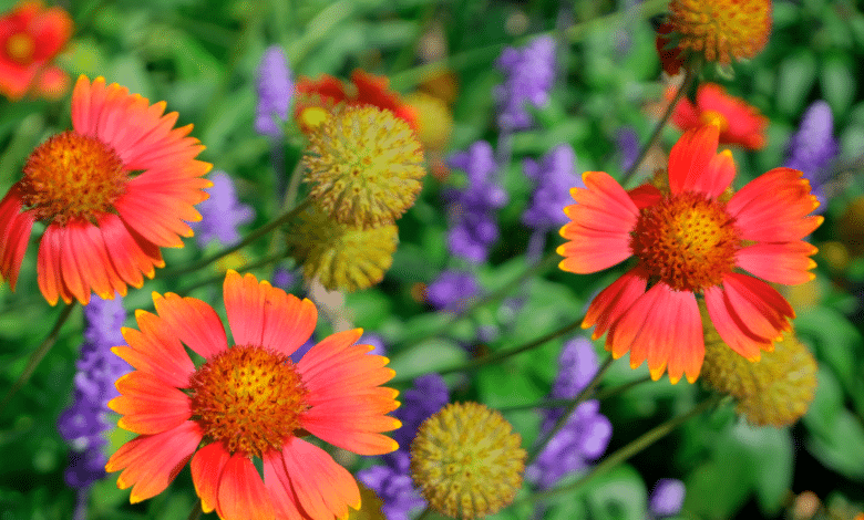 gaillardia