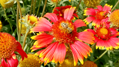 jardin des abeilles