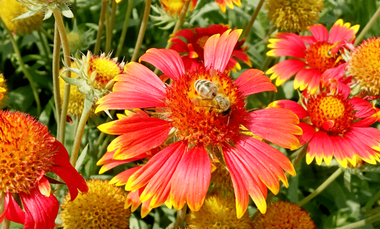 jardin des abeilles