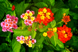 lantana