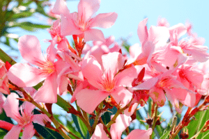 laurier rose au jardin