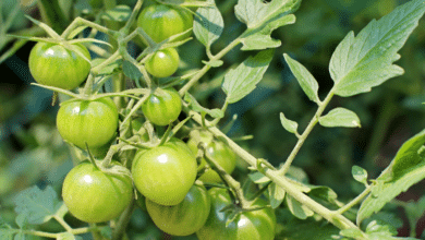 les feuilles de tomates