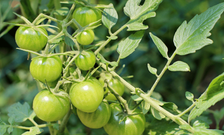 les feuilles de tomates